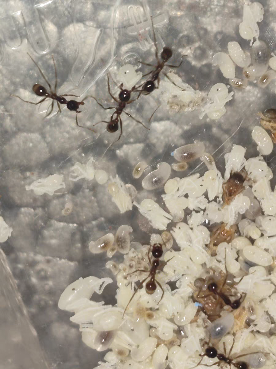 Pheidole sinica (中华大头蚁)