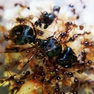 Pheidole sinica (中华大头蚁)